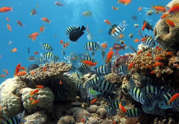 Scuba diving